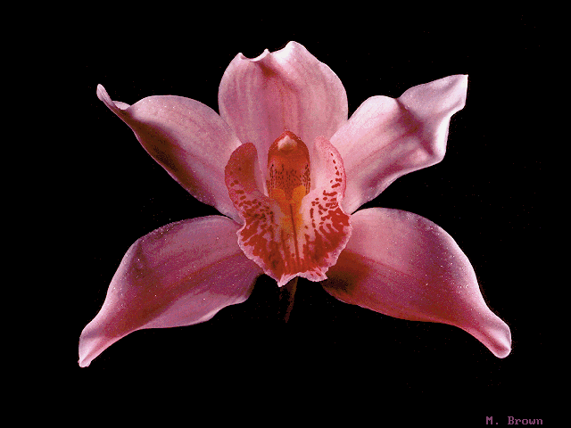 ORCHID.GIF