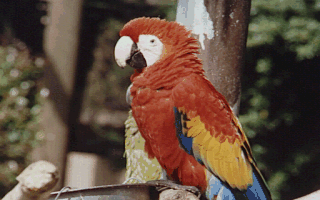 PARROT1.GIF